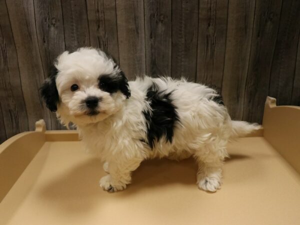 Havachon DOG Male White / Black 26656 Petland Racine, Wisconsin