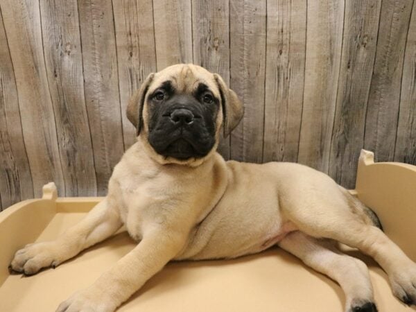 Bullmastiff DOG Female Red Fawn 26655 Petland Racine, Wisconsin