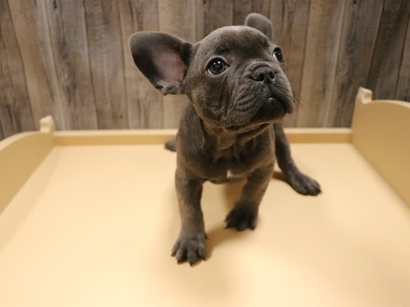 French Bulldog