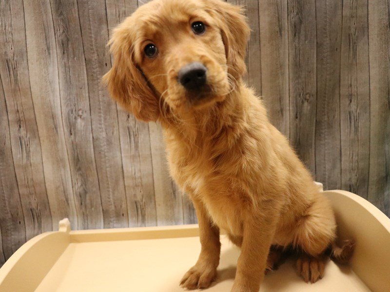 Golden retriever and best sale girl
