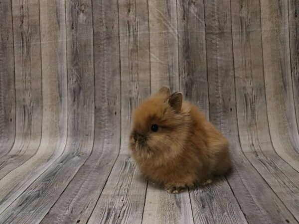 Lionhead-RABBIT-Female--26651-Petland Racine, Wisconsin