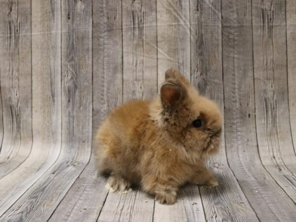 Lionhead RABBIT Male 26650 Petland Racine, Wisconsin