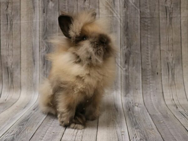 Lionhead-RABBIT-Male--26675-Petland Racine, Wisconsin