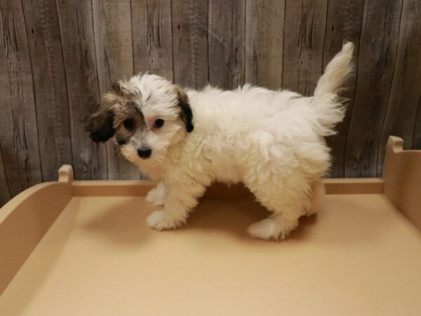 Havachon DOG Female White / Brown 26678 Petland Racine, Wisconsin