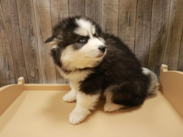 Huskimo DOG Male Black / White 26679 Petland Racine, Wisconsin