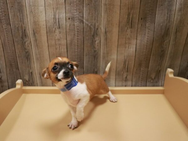 Chihuahua-DOG-Male-Fawn-26680-Petland Racine, Wisconsin