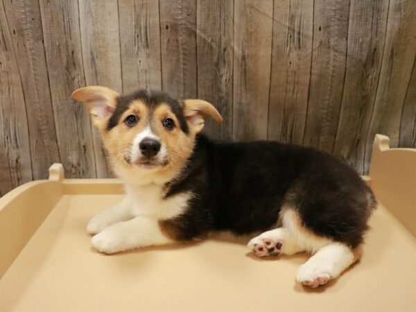 Pembroke Welsh Corgi DOG Male Tri-Colored 26683 Petland Racine, Wisconsin