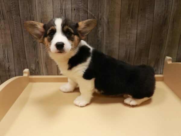 Pembroke Welsh Corgi-DOG-Female-Tri-Colored-26684-Petland Racine, Wisconsin