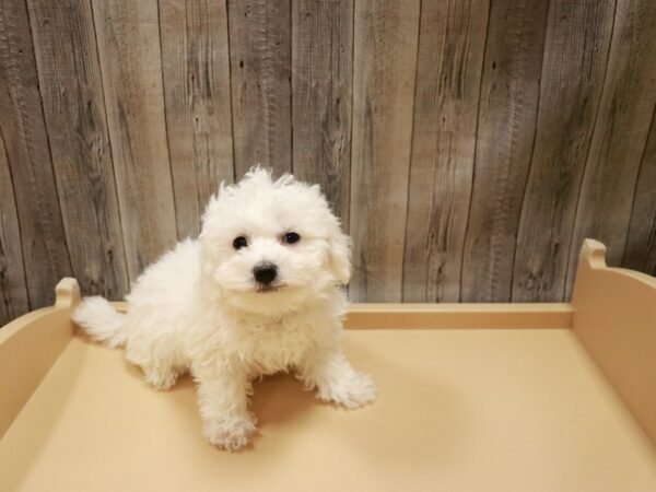 Bichon Frise DOG Male White 26686 Petland Racine, Wisconsin