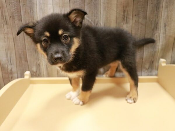 Alaskan Klee Kai/Australian Shepherd-DOG-Male-Black / White-26687-Petland Racine, Wisconsin