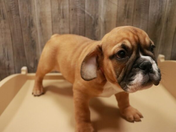 Beabull 2nd Gen-DOG-Female-Red / White-26691-Petland Racine, Wisconsin