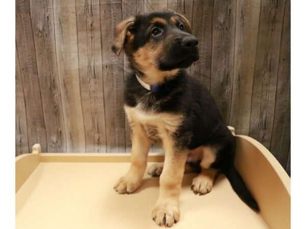 German Shepherd Dog-DOG-Male-Black / Tan-26692-Petland Racine, Wisconsin