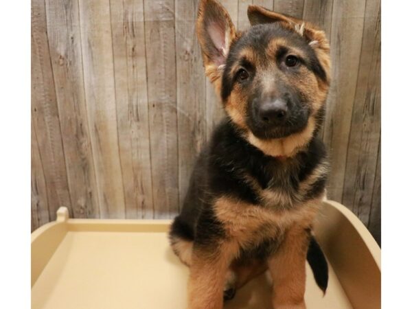 German Shepherd Dog DOG Female Black / Tan 26693 Petland Racine, Wisconsin