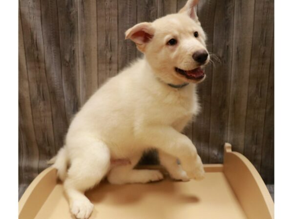 Siberian Husky/German Shepherd-DOG-Male-Cream-26694-Petland Racine, Wisconsin