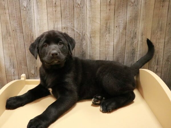 Akita/Labrador Retriever-DOG-Female-Black-26697-Petland Racine, Wisconsin