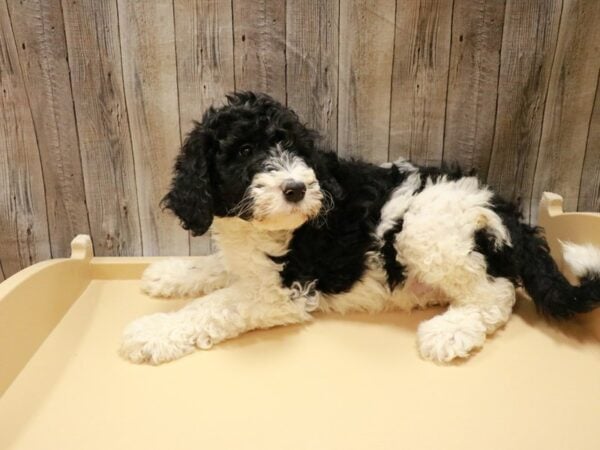 Goldendoodle DOG Male black/white 26700 Petland Racine, Wisconsin