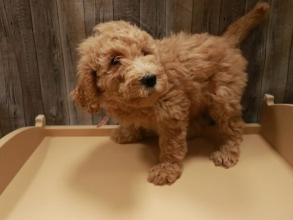 Goldendoodle DOG Female apricot 26698 Petland Racine, Wisconsin