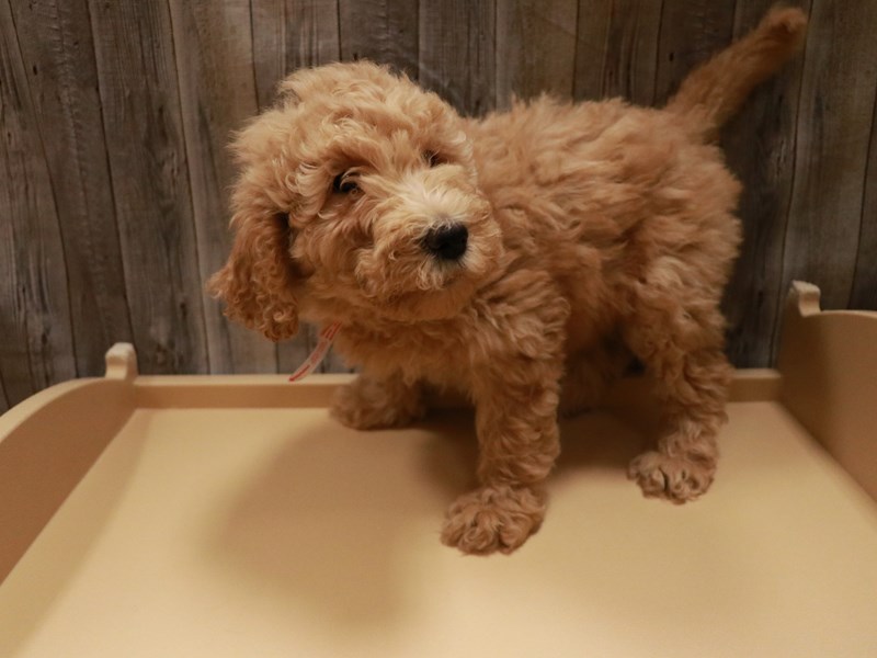 Goldendoodle