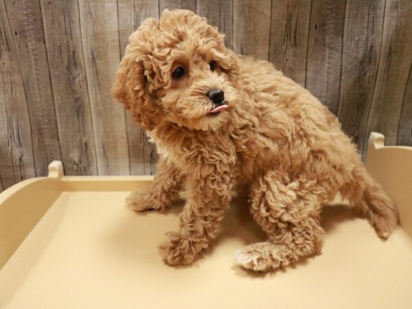 Mini Goldendoodle 2nd Gen DOG Female Golden 26696 Petland Racine, Wisconsin