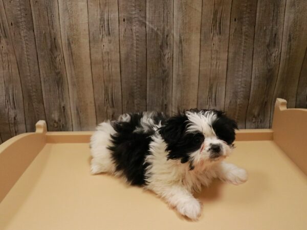 Shih Pom-DOG-Female-black/white-26699-Petland Racine, Wisconsin