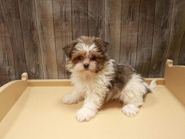 Shih Pom-DOG-Female-brown/white-26701-Petland Racine, Wisconsin