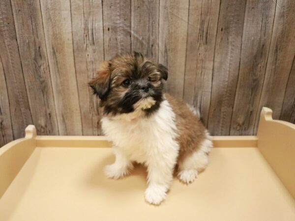 Shihpom DOG Female Brown / White 26689 Petland Racine, Wisconsin