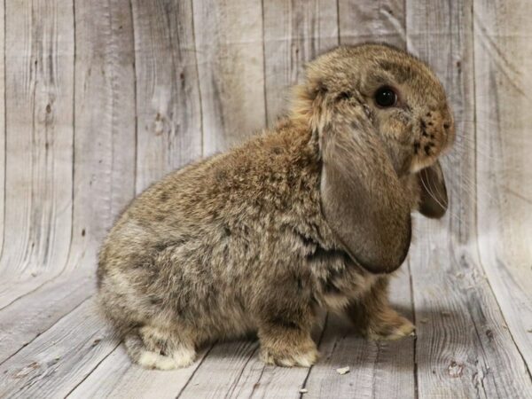 Mini Lop-RABBIT-Male--26711-Petland Racine, Wisconsin