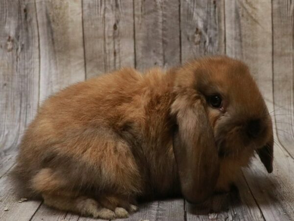 Mini Lop-RABBIT-Male--26710-Petland Racine, Wisconsin