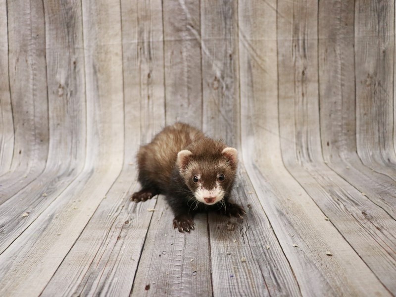 View Ferret Puppy Photos Petland Racine, Wisconsin