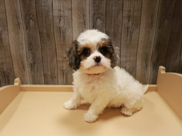 Cavachon DOG Female White / Blue Merle 26722 Petland Racine, Wisconsin