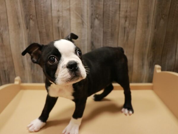 Boston Terrier-DOG-Male-Black / White-26720-Petland Racine, Wisconsin