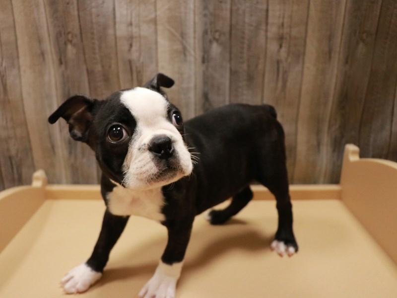 Boston Terrier