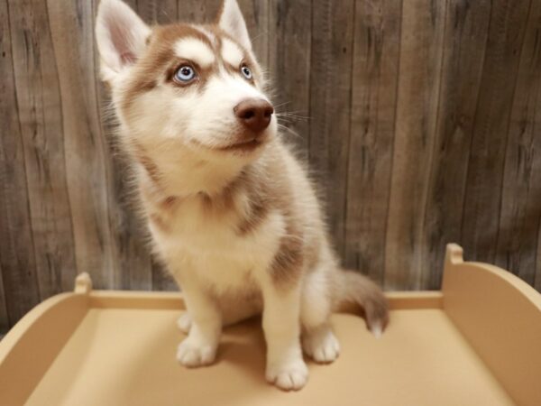 Siberian Husky-DOG-Male-Red / White-26718-Petland Racine, Wisconsin