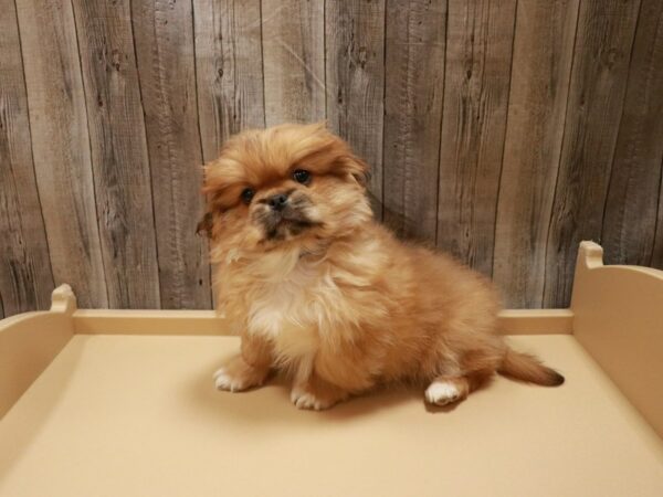 Pekingese DOG Male Sable 26717 Petland Racine, Wisconsin