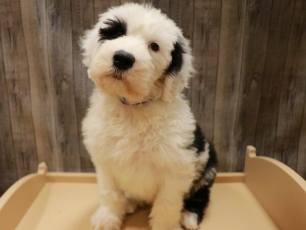 Old English Sheepdog/Poodle DOG Male Black / White 26715 Petland Racine, Wisconsin