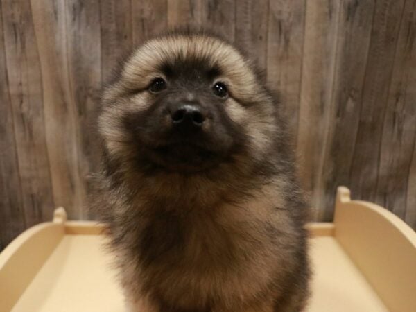 Keeshond DOG Female Black / Silver 26714 Petland Racine, Wisconsin