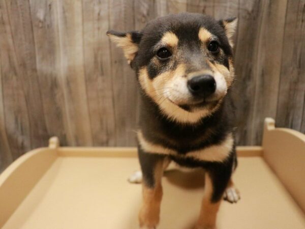 Shiba Inu-DOG-Female-Black / Tan-16695-Petland Racine, Wisconsin