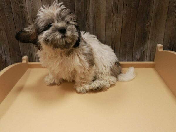 Teddy Bear DOG Female Brown Sable 16761 Petland Racine, Wisconsin