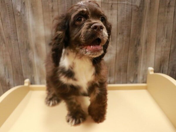 Cocker Spaniel-DOG-Male-Chocolate Merle-16720-Petland Racine, Wisconsin