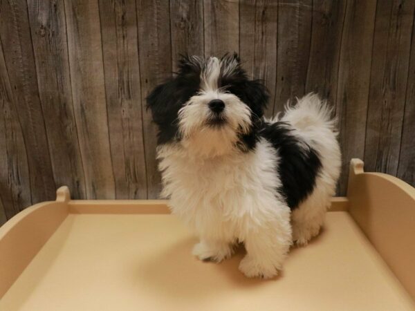 Havanese DOG Female Black / White 16757 Petland Racine, Wisconsin