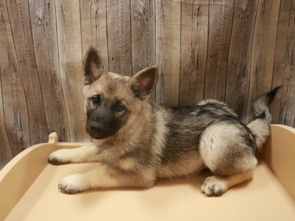 Norwegian Elkhound DOG Male Black / Silver 16756 Petland Racine, Wisconsin