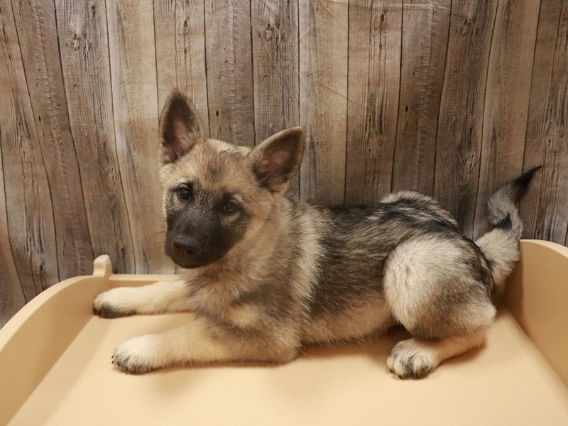 Norwegian Elkhound