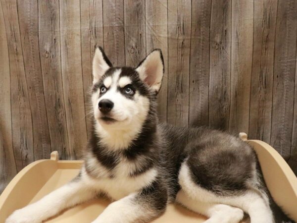 Siberian Husky DOG Female Black / White 16724 Petland Racine, Wisconsin