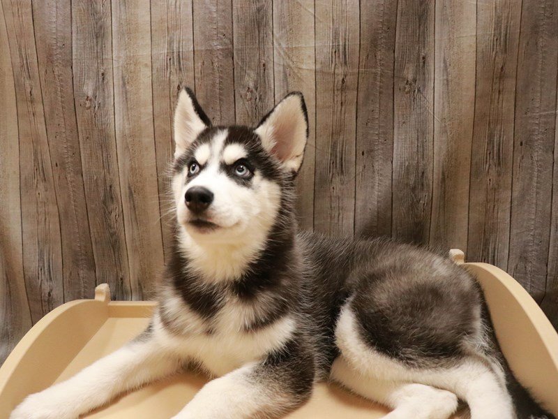 Siberian Husky