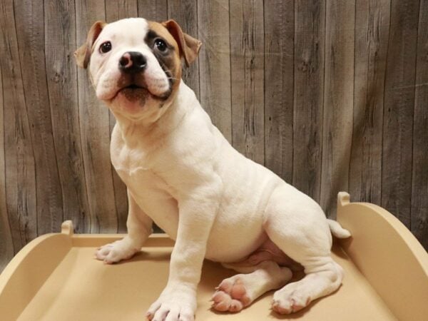 American Bulldog-DOG-Male-White/Tan-16751-Petland Racine, Wisconsin
