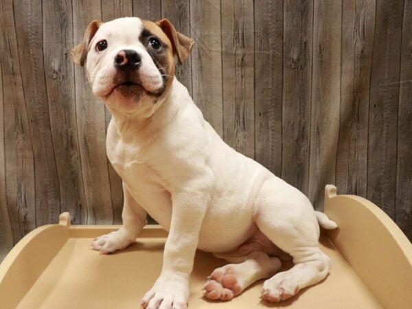 American Bulldog DOG Male White/Tan 16751 Petland Racine, Wisconsin