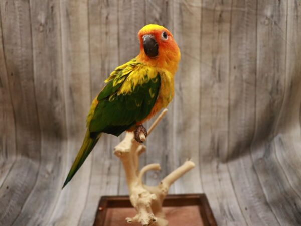 Sun Conure-BIRD---26734-Petland Racine, Wisconsin