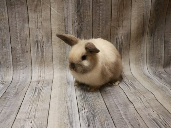 Holland Lop-RABBIT-Female--26750-Petland Racine, Wisconsin