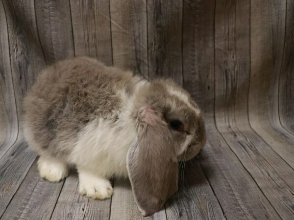 French Lop-RABBIT-Female--26749-Petland Racine, Wisconsin