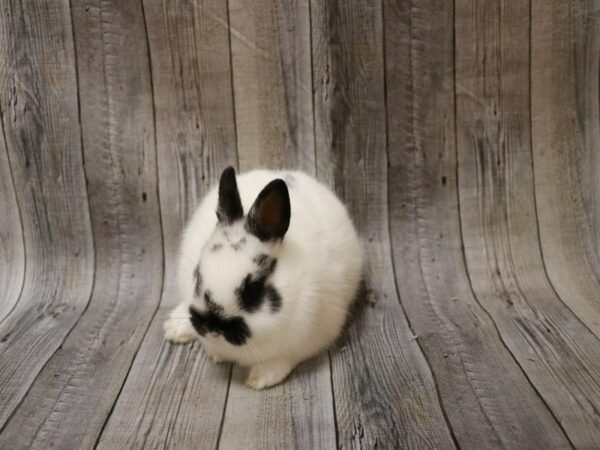 Netherland Dwarf-RABBIT-Male--26747-Petland Racine, Wisconsin